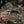 Bone Berserker Gen 2 (Serialized Collector's Edition w/ Screwdriver) - Bone Tactical LLC