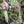 Bowie Knife Collection (All Models) - Bone Tactical LLC