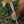 Bone Breacher (tomahawk with various options) - Bone Tactical LLC