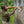 Bone Breacher (tomahawk with various options) - Bone Tactical LLC